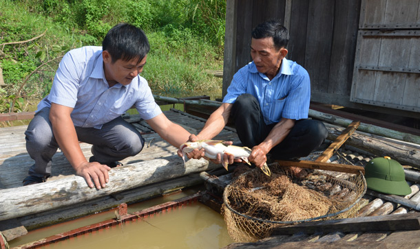 Mô hình nuôi cá chiên đem lại hiệu quả kinh tế cao cho gia đình ông Phạm Thanh Bình (phải), thôn Bình Thuận, xã Thái Hòa (Hàm Yên).