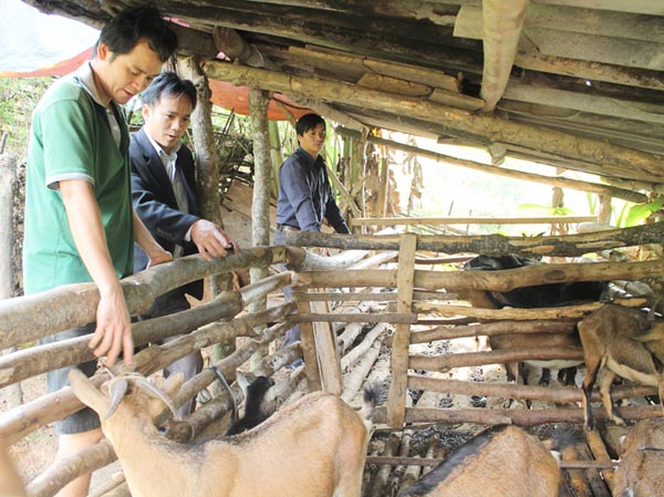 Đàn Dê của gia đình anh Dương Văn Luận, thôn Nà Bó, xã Giáp Trung phát triển tốt nhờ nguồn vốn vay QHTND.