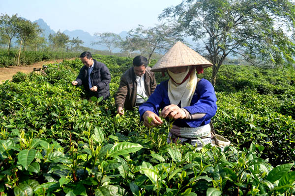 Chè là một trong những cây trồng chủ lực của huyện Bắc Quang, mang lại giá trị kinh tế cao cho người trồng. Trong ảnh: Người dân xã Hùng An thu hái chè.