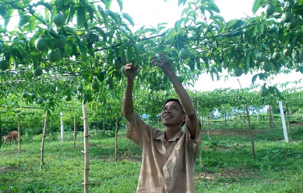 Giàn chanh leo của gia đình ông Phạm Văn Tĩnh, thôn Trung Sơn, xã Trung Thành.
