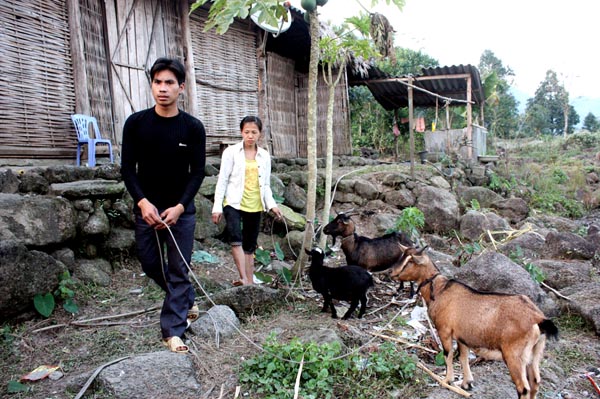 Đàn dê do Agribank Bắc Quang hỗ trợ cho các đoàn viên nghèo xã Tân Thành (Bắc Quang) đang sinh sôi nảy nở. Ảnh: Huy Toán