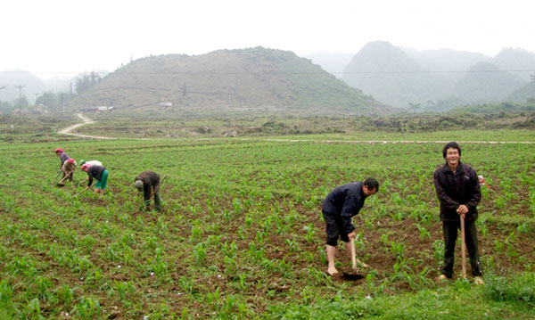 Cây ngô lai ngày càng được người dân trên địa bàn huyện Quản Bạ đưa vào gieo trồng đại trà.