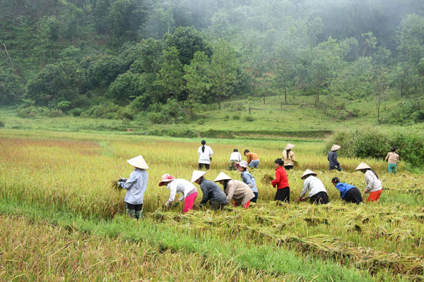 Diện tích lúa, ngô ngày càng cho năng suất, chất lượng cao,