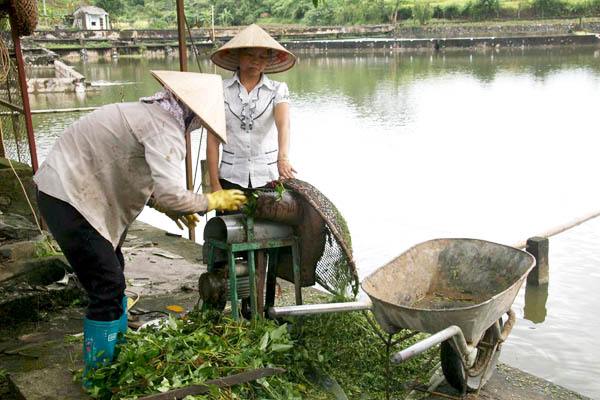 Công nhân Trung tâm Thủy sản Hà Giang chuẩn bị thức ăn chăm sóc đàn cá bố, mẹ.