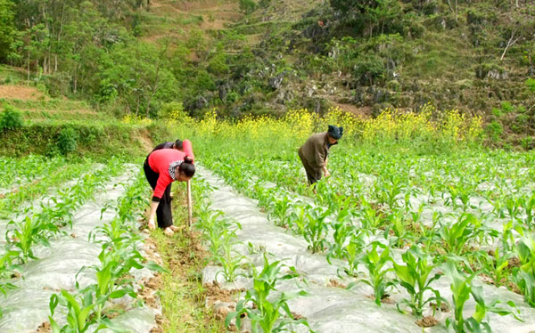 Trồng ngô theo phương pháp che phủ nilon, năng suất đạt hơn 60 tạ/ha (gấp 2 lần so với trồng ngô thông thường), góp phần nâng cao thu nhập cho người dân xã Nghĩa Thuận.