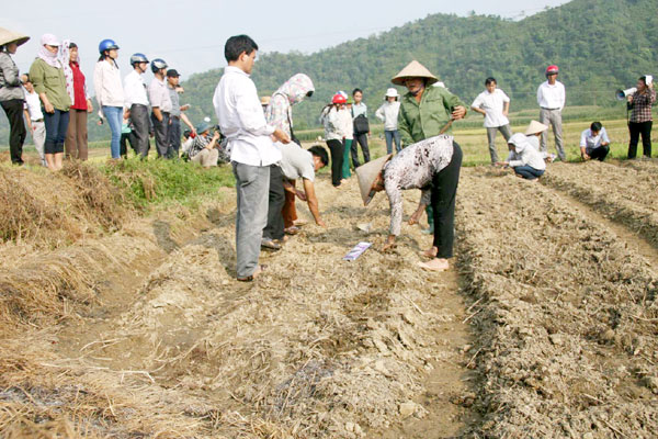 Cán bộ Nông nghiệp hướng dân người dân trồng ngô vụ Đông.