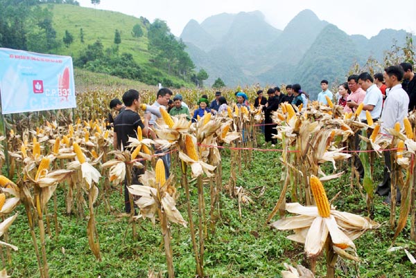 Các đại biểu tham quan mô hình ngô lai CP 333 tại thôn Quán Dín Ngài, thị trấn Đồng Văn (Đồng Văn).