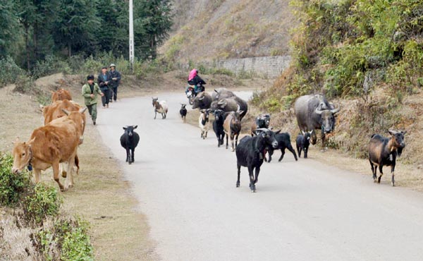 Chăn nuôi đại gia súc ở xã  Ma Lé (Đồng Văn).