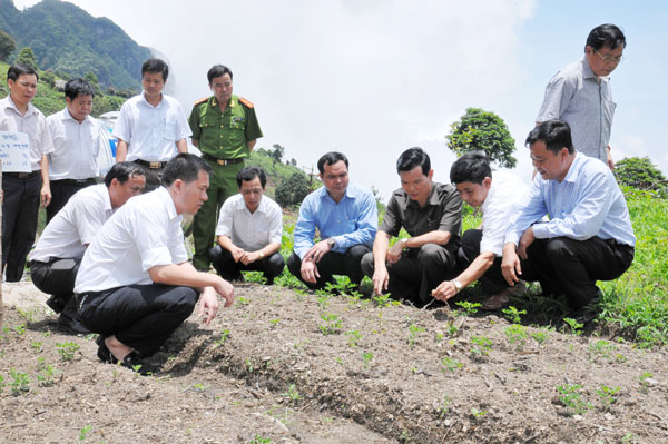 Bí thư Tỉnh ủy Triệu Tài Vinh và Phó Bí thư Tỉnh ủy Nguyễn Đình Khang thăm mô hình sản xuất cây dược liệu trên đỉnh Chiêu Lầu Thi, xã Hồ Thầu. Ảnh:  Phi Anh