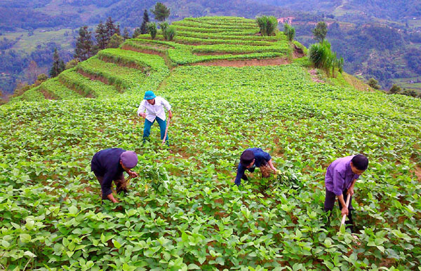 Quy hoạch, phát triển giống đậu tương tập trung ở xã Chiến Phố.