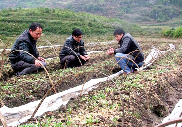 Thành lập HTX trồng cây dược liệu giúp người dân thôn Nặm Đăm (Quản Bạ) nâng cao thu nhập.  Trong ảnh: Lãnh đạo Phòng NN&PTNT huyện kiểm tra tình hình trồng cây dược liệu.