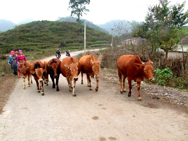 Chăn nuôi đại gia súc theo hướng hàng hóa là một trong những thế mạnh phát triển kinh tế ở Quản Bạ.