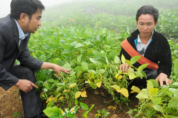 Giống đậu tương DT84 của Công ty Cổ phần Vật tư nông nghiệp tỉnh đầu tư ở Xín Mần đạt năng suất 13,6 tạ/ha.