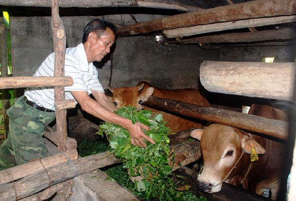 Đàn gia súc trên địa bàn phát triển ổn định. (Trong ảnh: Bác Thào Sính Phủng, thôn Hạt Đạt, xã Mậu Long chăm sóc đàn bò nhốt chuồng).