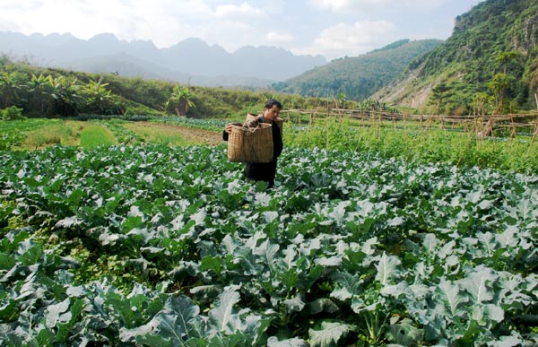 Sản xuất ra vụ Đông tại thị trấn Yên Minh.