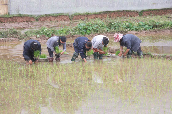 Bà con xã Tân Bắc tích cực cấy vụ Đông - xuân kịp thời vụ.