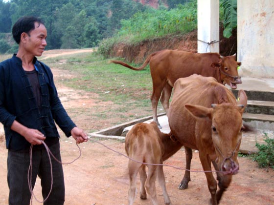Nông dân các huyện trong tỉnh tích cực chăn nuôi bò hàng hóa nhằm tiến tới xây dựng thương hiệu bò vàng địa phương trong thời gian tới.