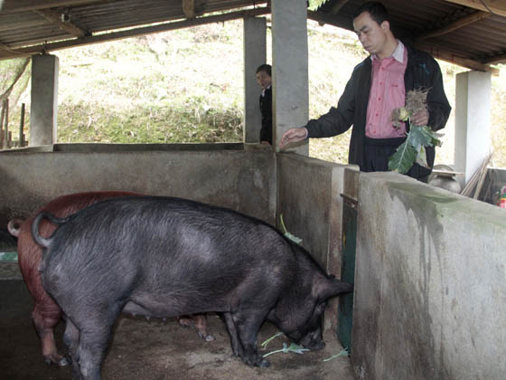 Lứa lợn sắp đến ngày xuất bán của hộ nông dân Nông Thanh Phia.
