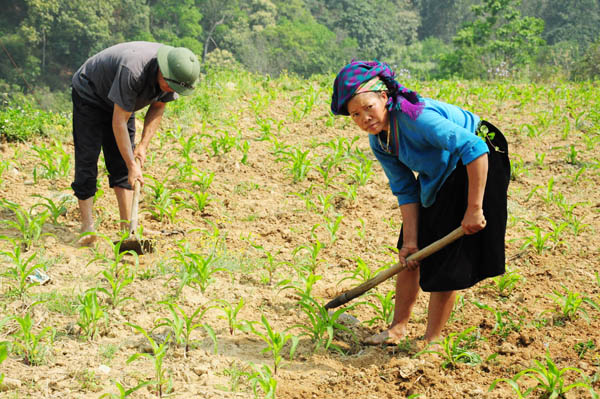 Chăm sóc ngô xuân tại xã Nấm Dẩn.
