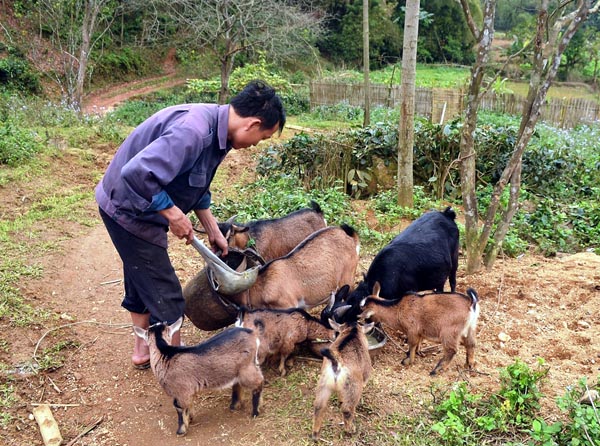 Từ cặp dê ban đầu được nhận nuôi luân chuyển, đến nay, anh Thào Seo Pao (thôn Ngần Trung) đã có đàn dê 4 con để phát triển kinh tế gia đình.
