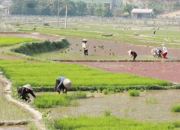 Người dân xã Mậu Duệ (Yên Minh) khẩn trương cấy lúa Xuân với những diện tích chủ động được nước sớm.
