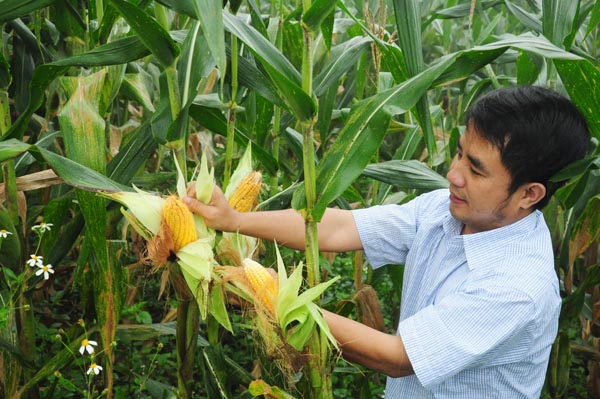 Kiểm tra chất lượng hạt cây ngô Đông ở xã Nàn Ma.
