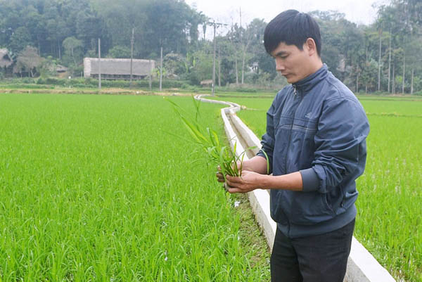 Cánh đồng lúa “5 cùng” được cán bộ Trạm Khuyến nông huyện Bắc Quang thường xuyên kiểm tra, theo dõi quá trình sinh trưởng, phát triển.