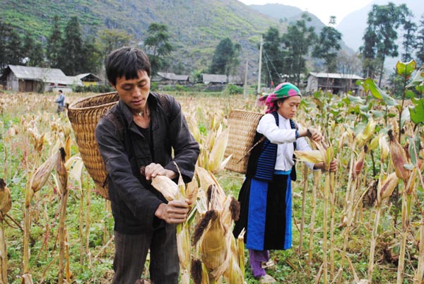 Mô hình trồng ngô lai ở thị trấn Mèo Vạc được thực hiện thành công, mang lại cuộc sống ấm no cho nhà nông.