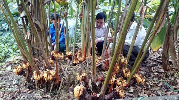 Cán bộ Khuyến nông huyện hướng dẫn người dân kỹ thuật chăm sóc, phòng trừ sâu bệnh cho cây Thảo quả.