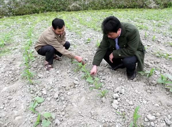 Cán bộ Khuyến nông hướng dẫn người dân chăm sóc ngô vụ Xuân.