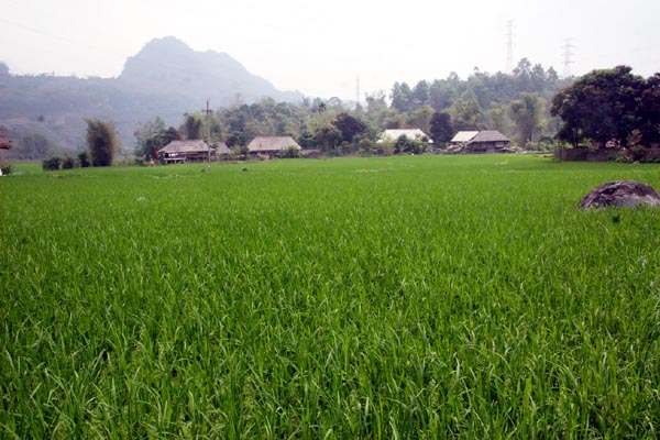 Cánh đồng mẫu 5 cùng của thôn.