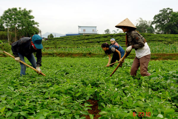 Bà con Thôn Đồng, xã Trung Thành chăm sóc cây lạc đỏ - loại giống có hiệu quả kinh tế cao mới được đưa vào trồng đại trà trên địa bàn xã vụ Xuân năm 2015.