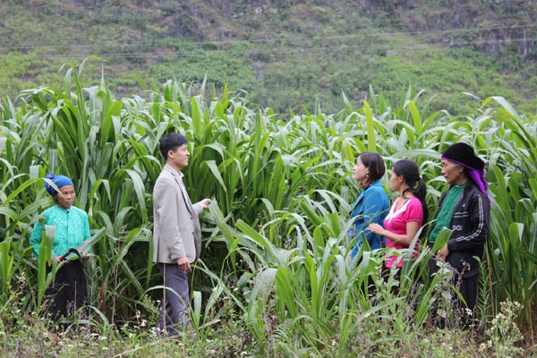 Mô hình trồng cỏ nuôi bò - hướng phát triển kinh tế mũi nhọn của nông dân xã Pả Vi.