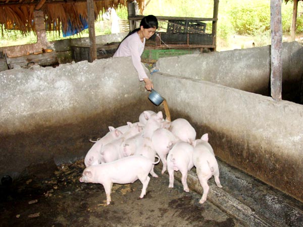 Chăn nuôi là một trong những mục tiêu nhằm đổi mới cơ cấu kinh tế ngành Nông nghiệp của huyện Quang Bình. Trong ảnh: Một hộ chăn nuôi điển hình ở thị trấn Yên Bình, hàng năm cho thu nhập hàng trăm triệu đồng.