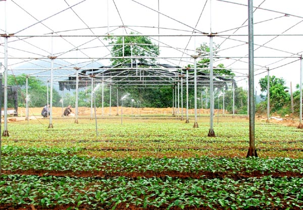 Vườn ươm cây giống của HTX được trang bị hệ thống tưới nước tự động.