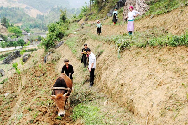 Người dân thị trấn Phố Bảng làm đất chuẩn bị gieo trồng ngô vụ Xuân - hè.