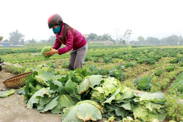 Huyện Vị Xuyên thu hút doanh nghiệp hướng tới phát triển nền  nông nghiệp theo hướng sản xuất  hàng hóa. Trong ảnh: Người dân tổ 7, thị trấn Việt Lâm thu hoạch rau sản xuất theo tiêu chuẩn Viet Gáp.