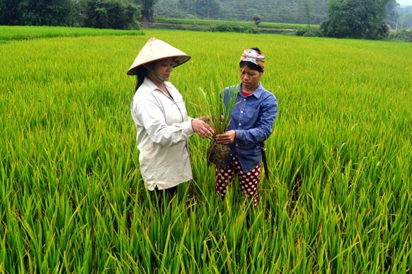 Người dân xã Việt Hồng kiểm tra diện tích lúa bị bệnh Bạc lá.