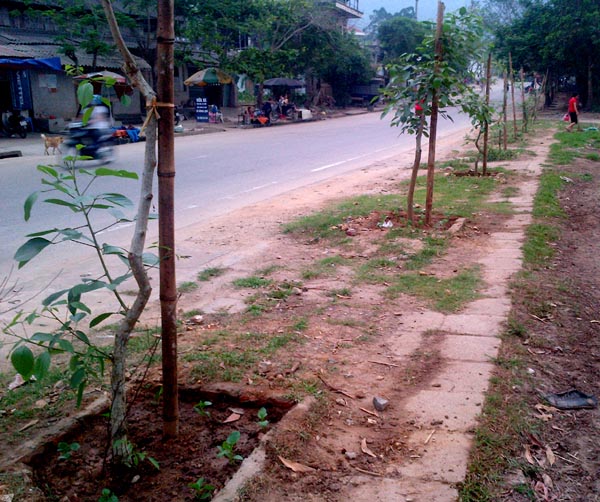Cây trồng dịp Tết Nguyên đán Ất Mùi trên đường 20/8 (thành phố Hà Giang) đã sinh trưởng tốt.