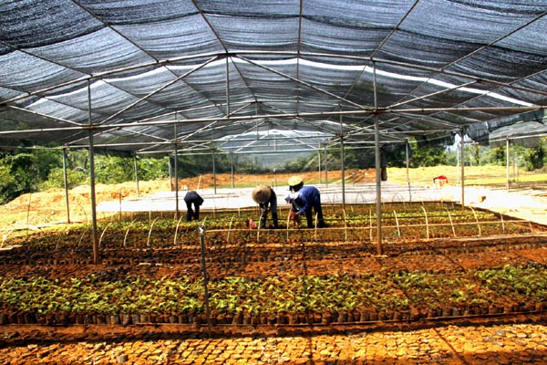 Xã viên HTX Lâm nghiệp Ngàn Hoa tích cực gieo ươm giống đảm bảo chất lượng và chủng loại đáp ứng nhu cầu Chương trình. 			Ảnh: AN DƯƠNG