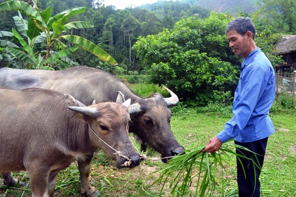Thông qua TVV, nhiều hộ dân ở thôn Thượng An đã có tiền đầu tư mua trâu hàng hóa hoặc trâu sinh sản để nâng cao thu nhập.