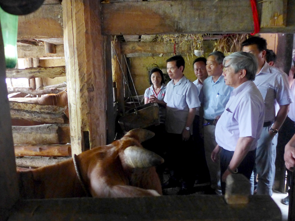 Đồng chí Nguyễn Quân, Ủy viên T.Ư Đảng, Bộ trưởng Bộ KH&CN cùng đoàn công tác và lãnh đạo tỉnh thăm mô hình chăn nuôi bò vỗ béo của gia đình ông Giàng Pà Sinh, thôn Đoàn kết, xã Sủng Là (Đồng Văn).