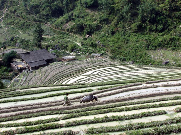 Người dân thôn Tả Ván đang khẩn trương làm đất ở những diện tích chủ động được nước.