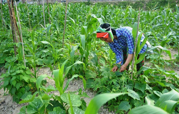 Vừa sản xuất chè, Thảo quả nhưng gia đình chị Trương Thị Dần (thôn Nà Thác) vẫn sắp xếp thời gian, trồng thêm ruộng ngô xen lẫn bí đỏ, đỗ, dưa chuột để tăng thu nhập.