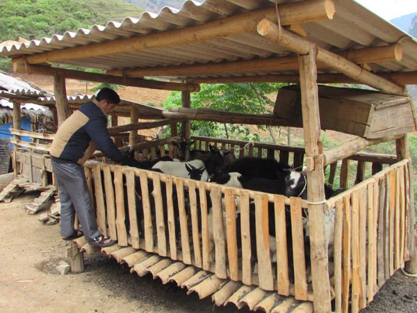 Anh Sáng chăm sóc đàn dê của gia đình.