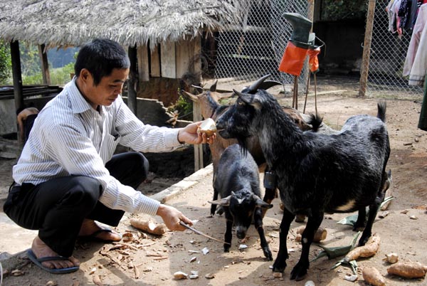 Không chỉ tham gia tuyên truyền, vận động, gia đình anh Hoàng Văn Nhà, thôn Nà Chì còn đi đầu trong phát triển chăn nuôi, mang lại cuộc sống ấm no.