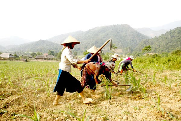 Nông dân thôn Mịch A chăm sóc ngô vụ Xuân.