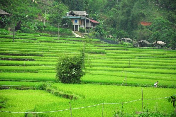 Lúa Xuân ở xã Khuôn Lùng đã đơm bông. 