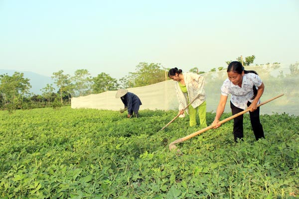 Ruộng lạc nhà chị Đinh Thị Hòa thôn Tân Tiến, Tân Trịnh.