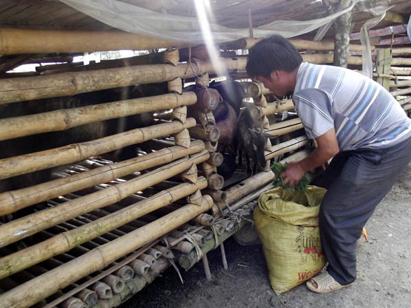 Mô hình nuôi dê lấy thịt đang mở ra hướng đi mới trong phát triển kinh tế của người dân ở xã Thàng Tín Trong ảnh: Mô hình nuôi dê thịt theo hình thức bán chăn thả của gia đình anh Giàng Sín Phòng, thôn Hoàng Lao Chải.